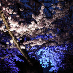 Spring Lights Illumination photo by Hannah Munday