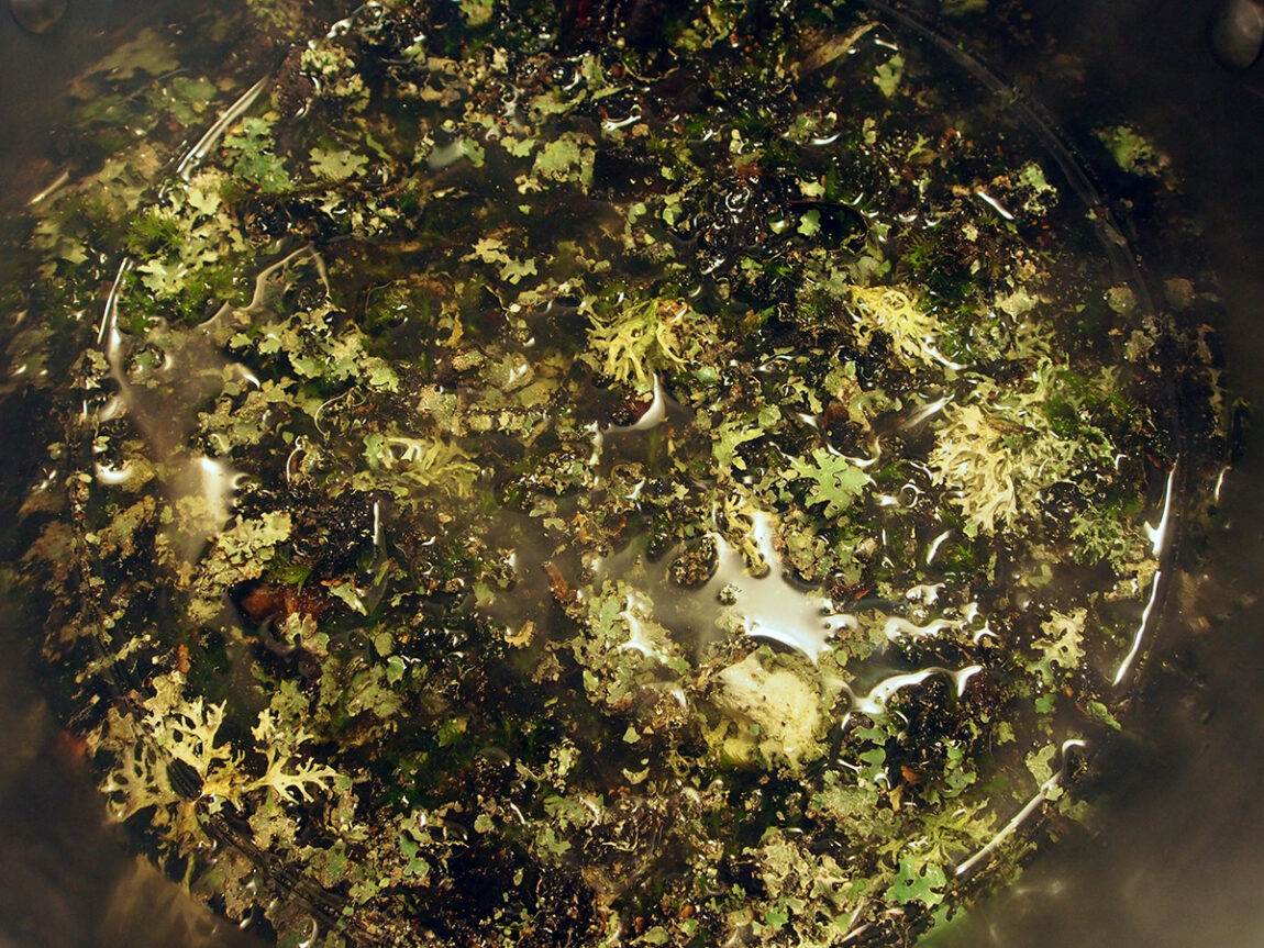 Simmering lichen. Photograph by Sasha Krieger